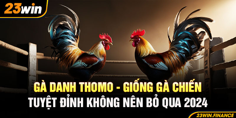 Gà Danh Thomo - Giống Gà Chiến Tuyệt Đỉnh Không Nên Bỏ Qua 2024