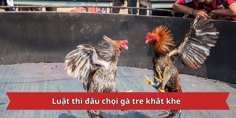 Luật thi đấu chọi gà tre khắt khe