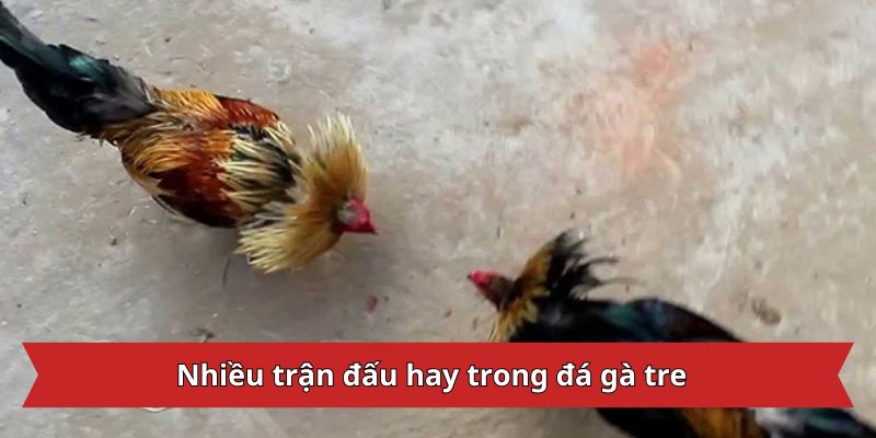 Nhiều trận đấu hay trong đá gà tre